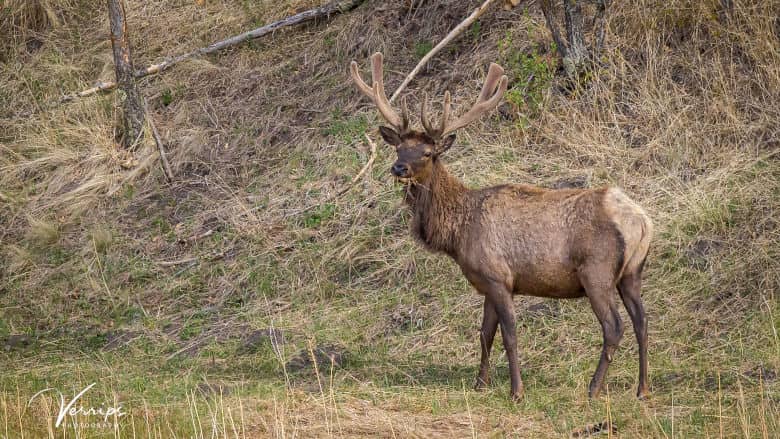 Guided Bull Elk Hunts