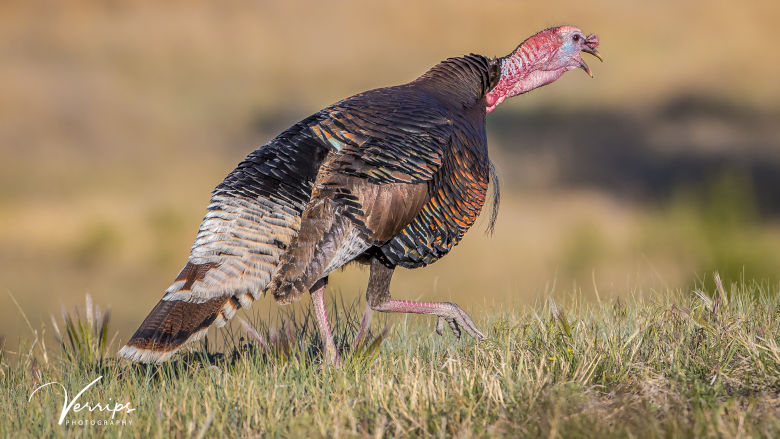 Guided Spring Turkey Hunts