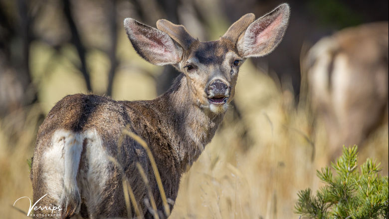 Young Mule Deer Buck in Velvet at the NRA Whittington Center 