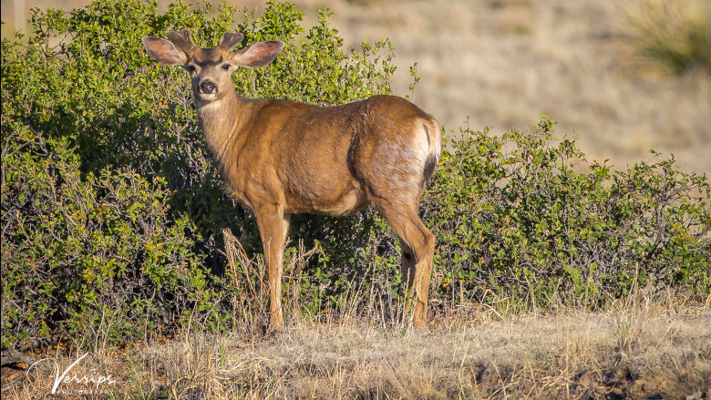 Young Mule Deer Buck in Velvet in the bush at the NRA Whittington Center 