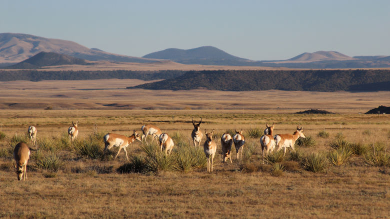 Band of Pronghorn at the NRA Whittington Center