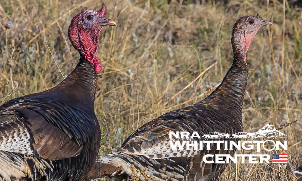 NRAWC Turkey Hunts