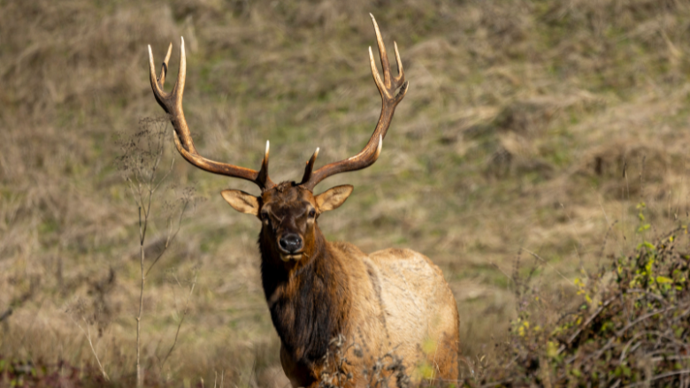 Guided Bull Elk Hunts