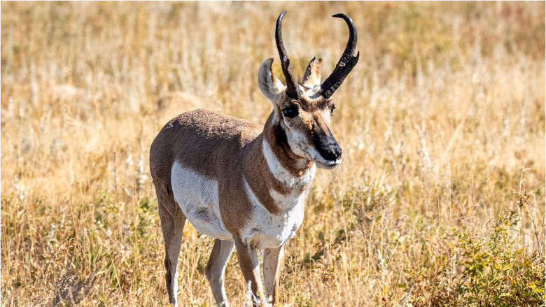 Guided Pronghorn Hunts