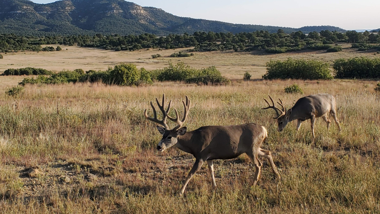 Guided Mule Deer Hunts